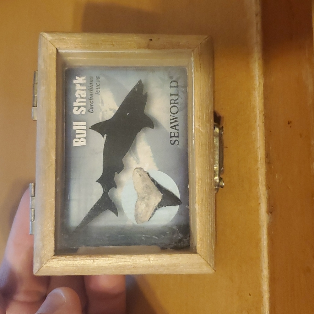 Vintage SeaWorld Souvenier Shark Tooth in Display Wooden Box